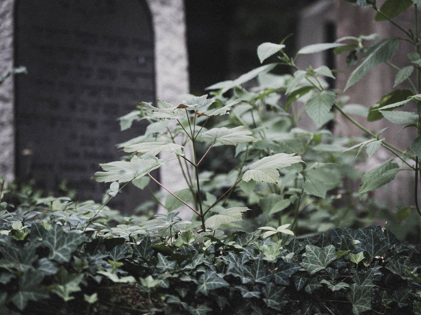 Bodenfeldem Jüdischer Friedhof